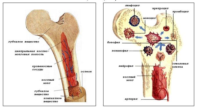 Красный костный мозг ребенка. Красный костный мозг иммунология. Коасный кочтый мощг имунолония. Красный костный мозг функции иммунология. Красный костный мозг строение иммунология.