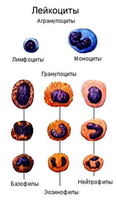 Что такое лейкоциты